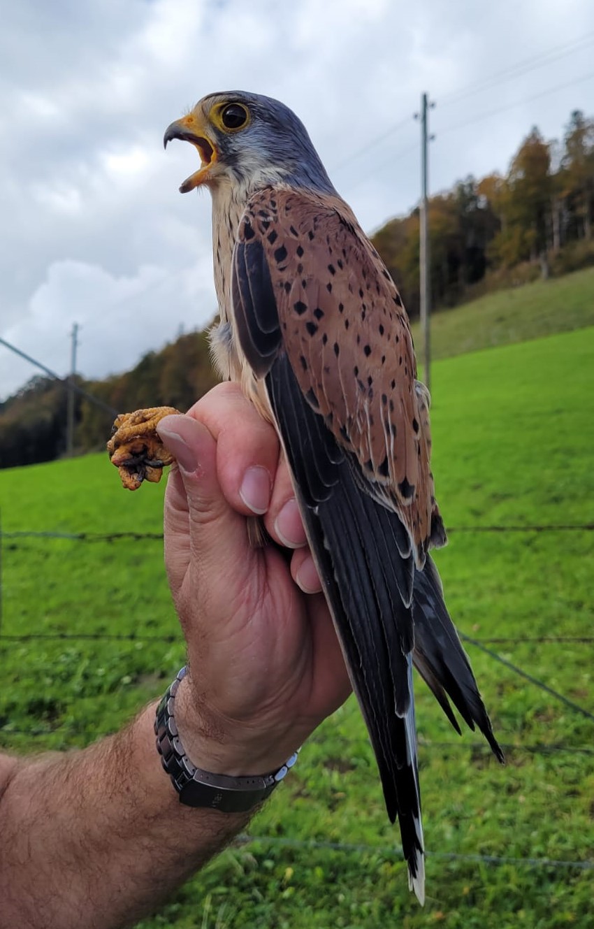 Turmfalke