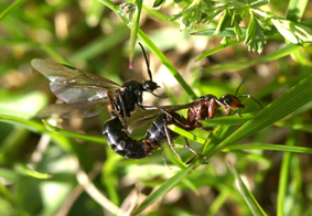 paarung klein web